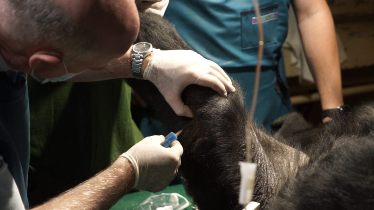 Budapest Zoo Gorilla First to Receive Stem Cell Arthritis Treatment