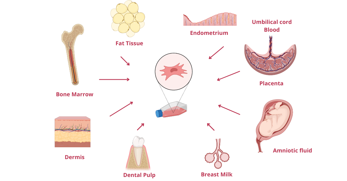 What Are Stem Cells And How Are They Used?