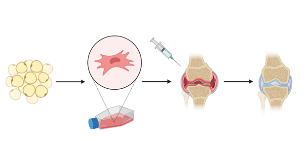 The Beneficial effect of Our treatment for canine Osteoarthritis, published in the Canadian Journal of Veterinary Research (CJVR)