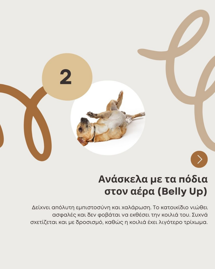 Skqutz logo with stylized tree and lettering.