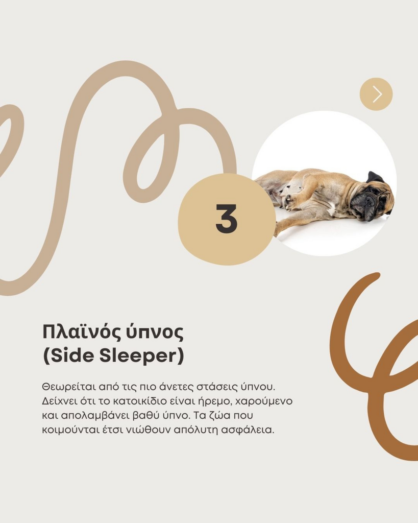 Skqutz logo with stylized tree and lettering.