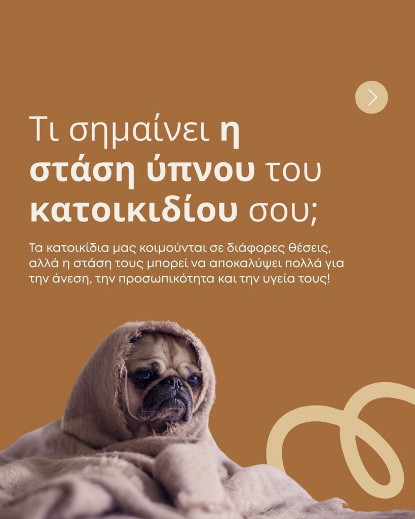 Skqutz logo with stylized tree and lettering.