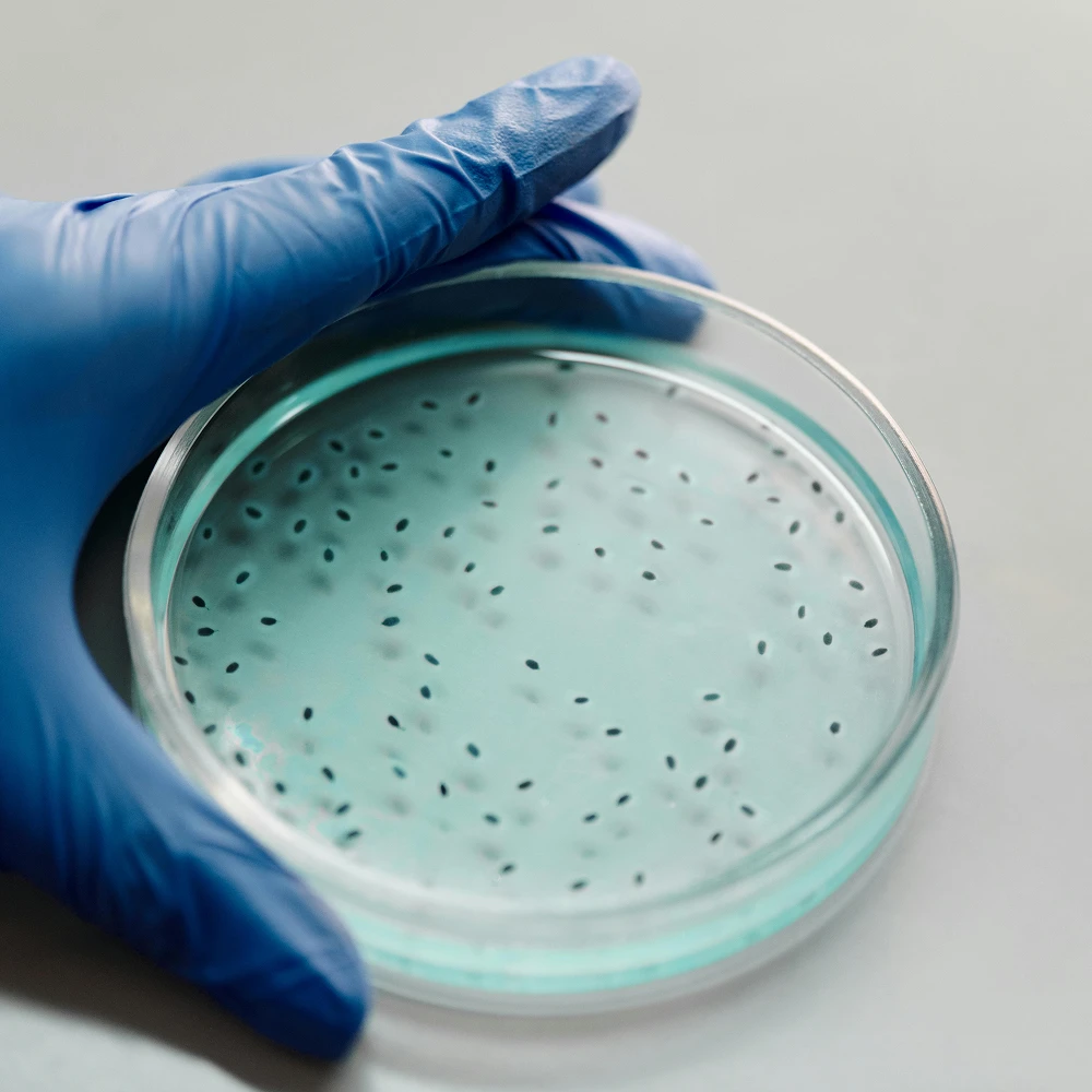 Culture en boîte de Petri représentant les activités biotech et life sciences.