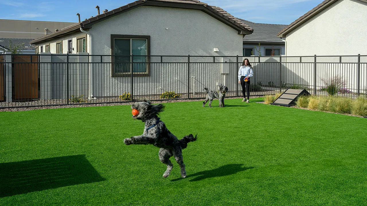 A dog jumps to catch a toy in front of a woman and another dog on green grass in a fenced dog park with agility equipment.