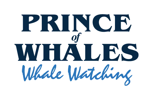 Prince of Whales Whale Watching