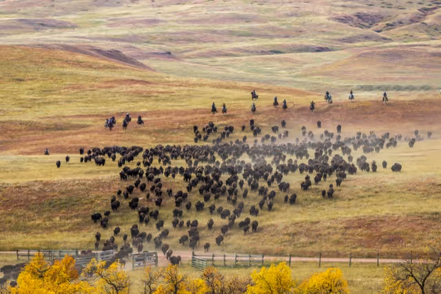Large herd of buffalo being moved across prairie