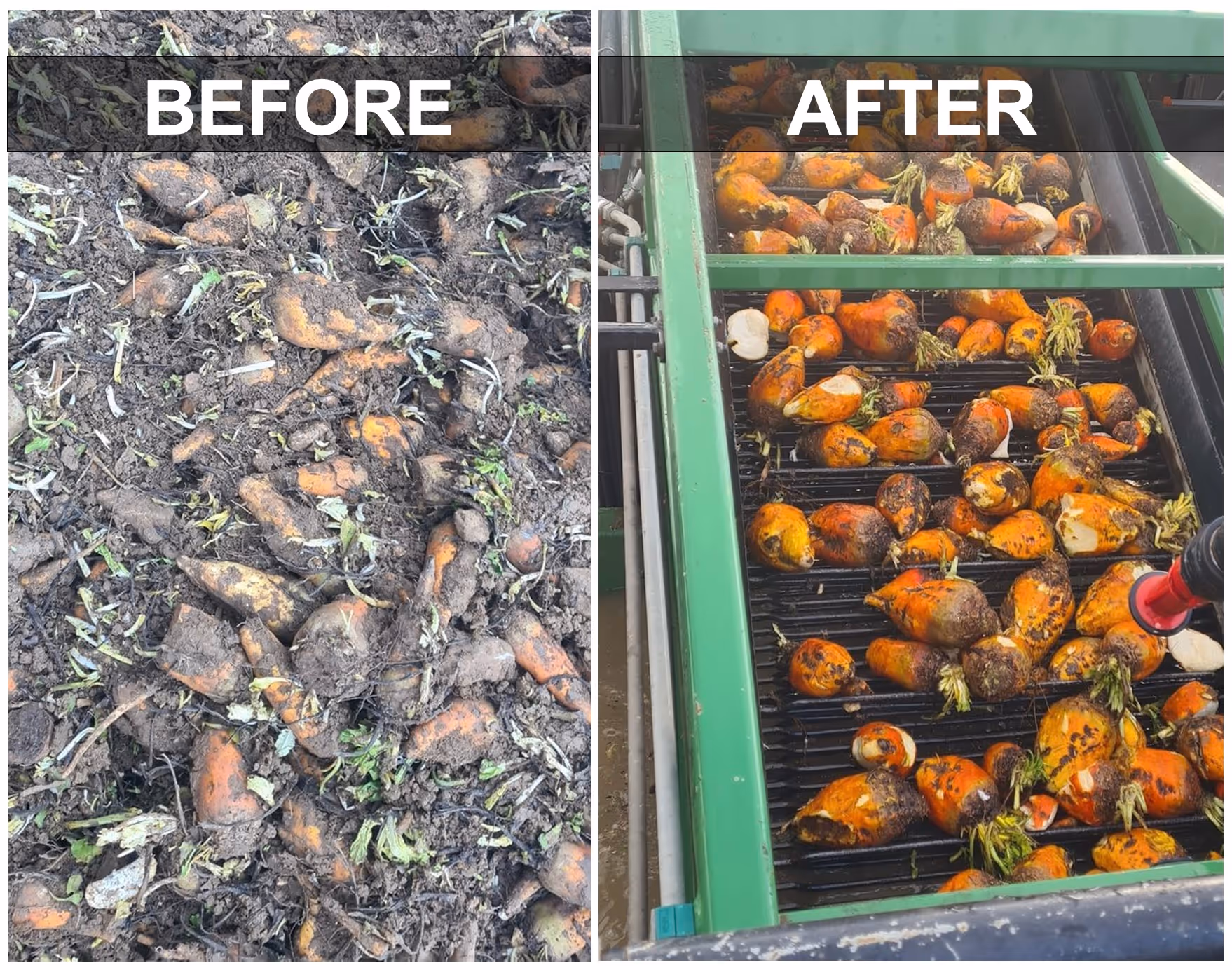 Cross Engineering Clean Beets vs Dirty Beets