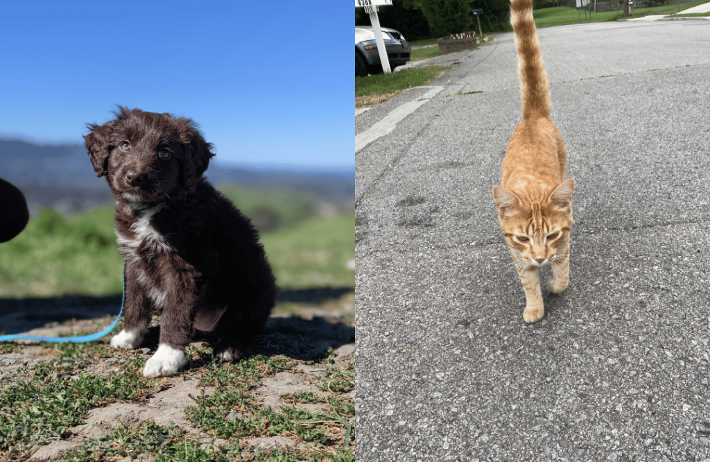Image of cat and dog