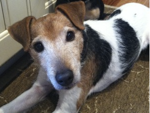 Question #87 Can I Insure my Pets?