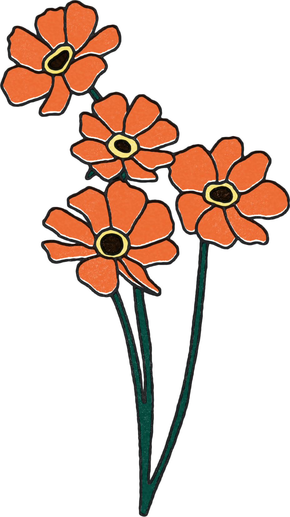 Orange cosmos flower illustration.