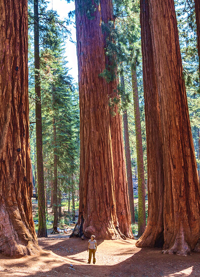 Tall trees in a forest