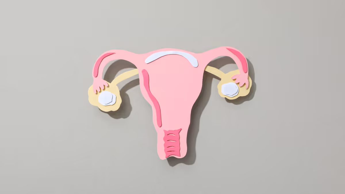 anatomical representation of ovaries, uterus, and associated body parts