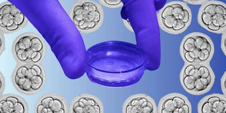 gloves holding stylized IVF growth dish