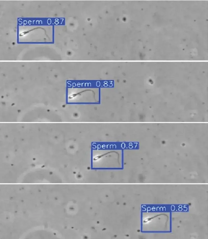 Black and white microscope image repeated 4 times, showing a sperm that has moved across the view from left to right, and labeled in each section as 0.87, 0.83, 0.87, and 0.85, respectively.