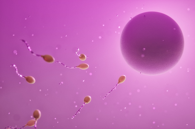 stylized image of human sperm cells approaching an egg
