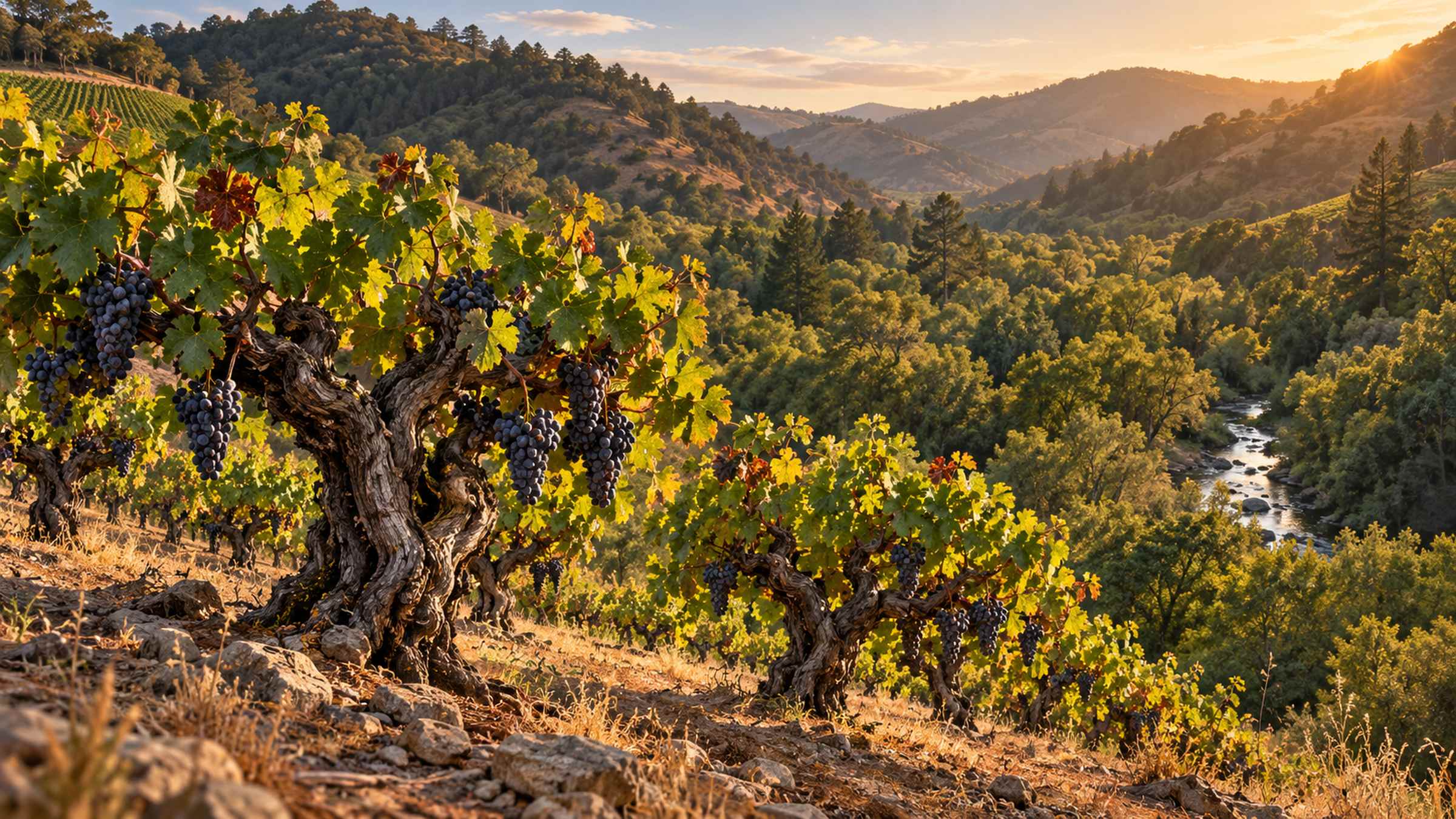 LocaleTerroir: Dry Creek Valley vineyards, Sonoma County