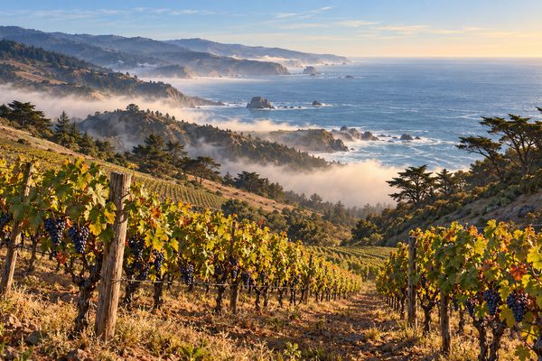 LocaleTerroir: West Sonoma Coast vineyards, Sonoma County