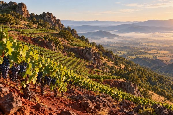 LocaleTerroir: Moon Mountain District vineyards, Sonoma County