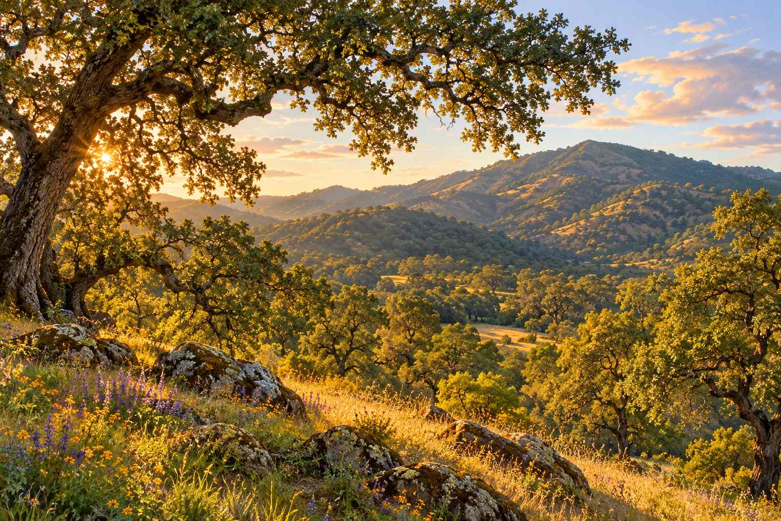 LocaleTerroir: the land around Glen Ellen