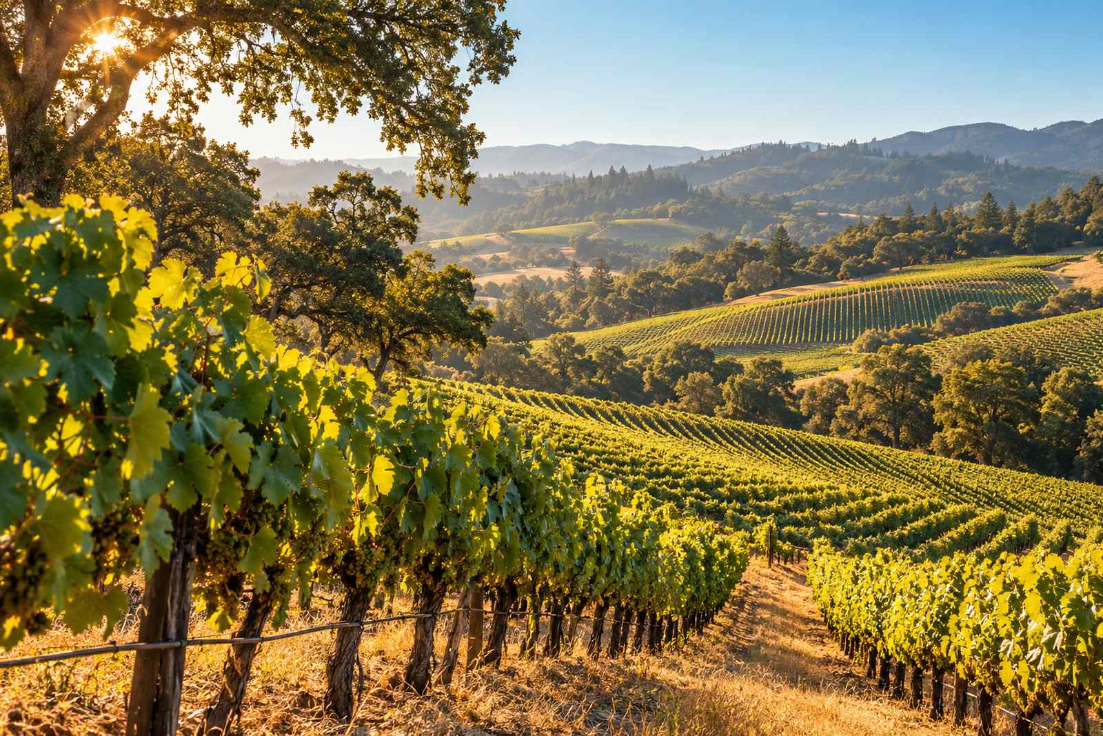 LocaleTerroir: the vineyards around Healdsburg