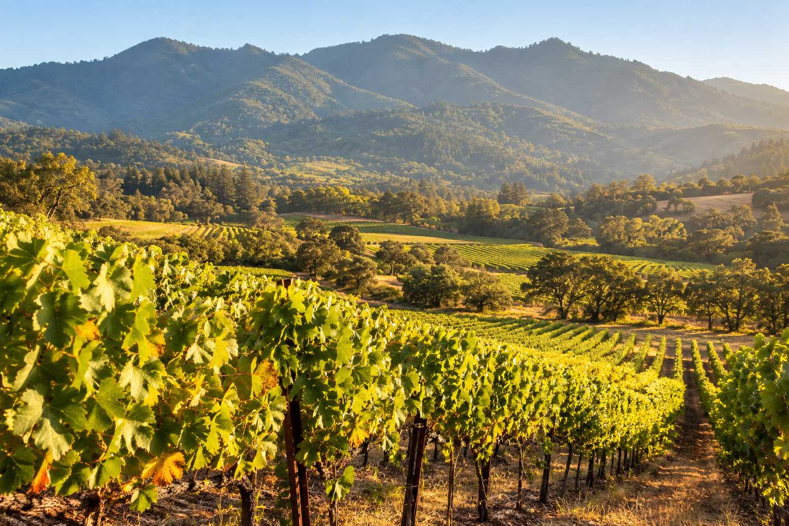 LocaleTerroir: the vineyards around Sonoma