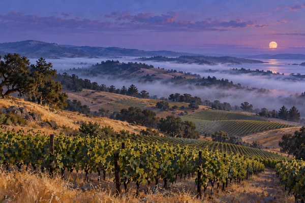 LocaleTerroir: Petaluma Gap vineyards, Sonoma County