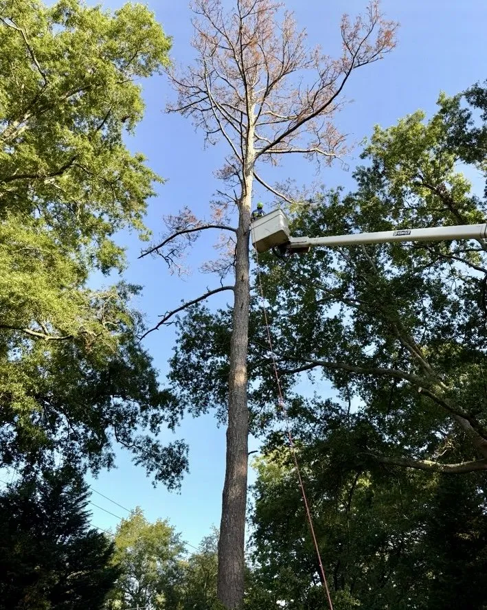 Tree service worker in a bucket lift pruning a tall tree with sparse branches against a clear blue sky.