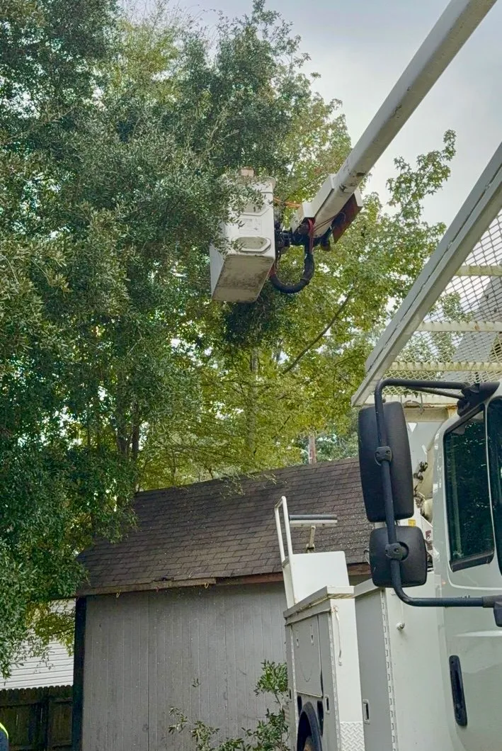 White bucket truck with an elevated empty bucket near tree branches over a shed roof.