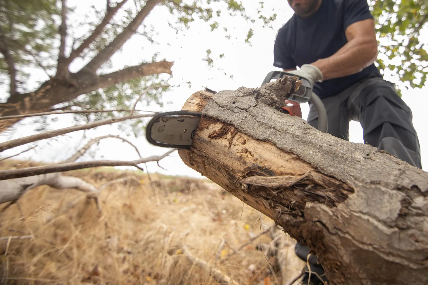 Person using a chainsaw to cut a thick tree branch outdoors.