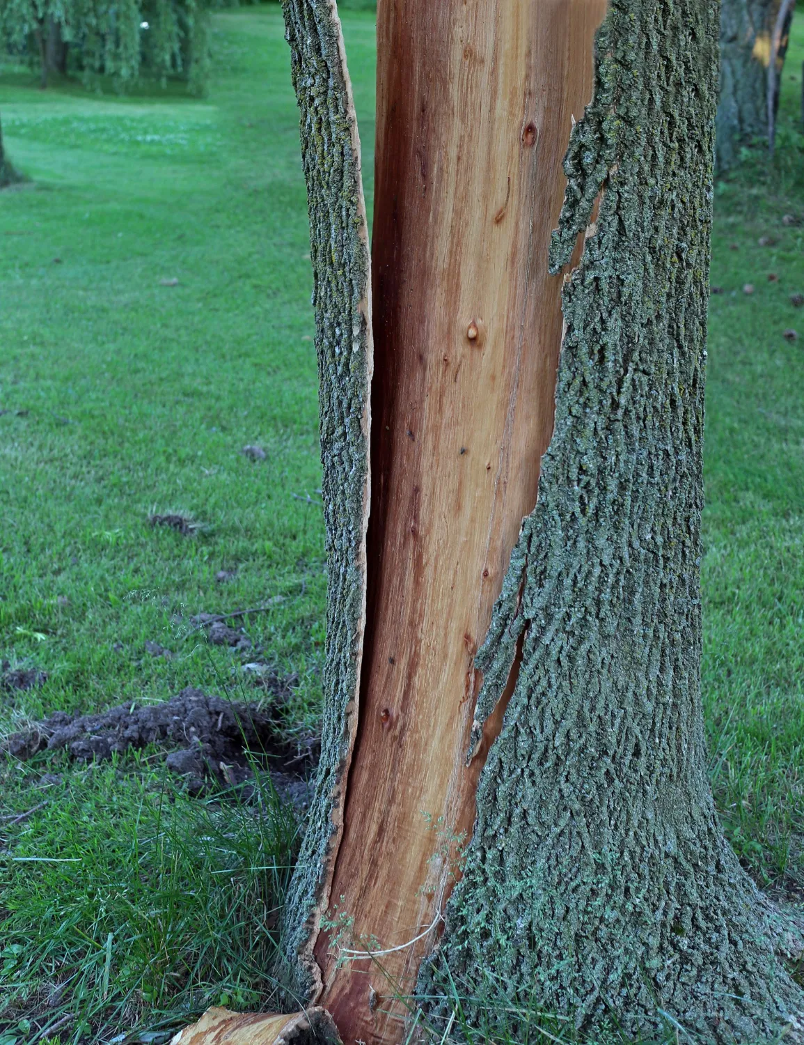 Tree trunk with partially stripped bark revealing smooth, light wood underneath in a grassy area.