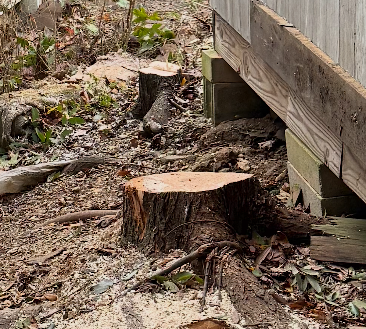 Person using a chainsaw to cut a thick tree branch outdoors.