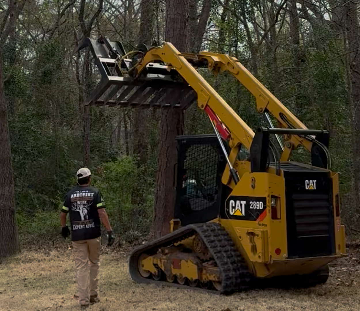 Tree trunk with partially stripped bark revealing smooth, light wood underneath in a grassy area.