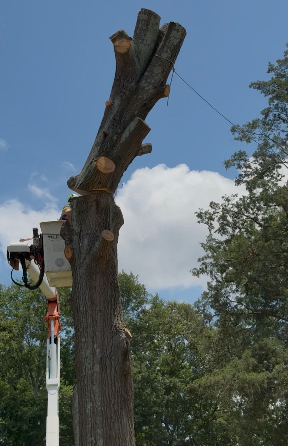 Man splitting firewood outdoors with a pile of logs nearby in a green forested area.