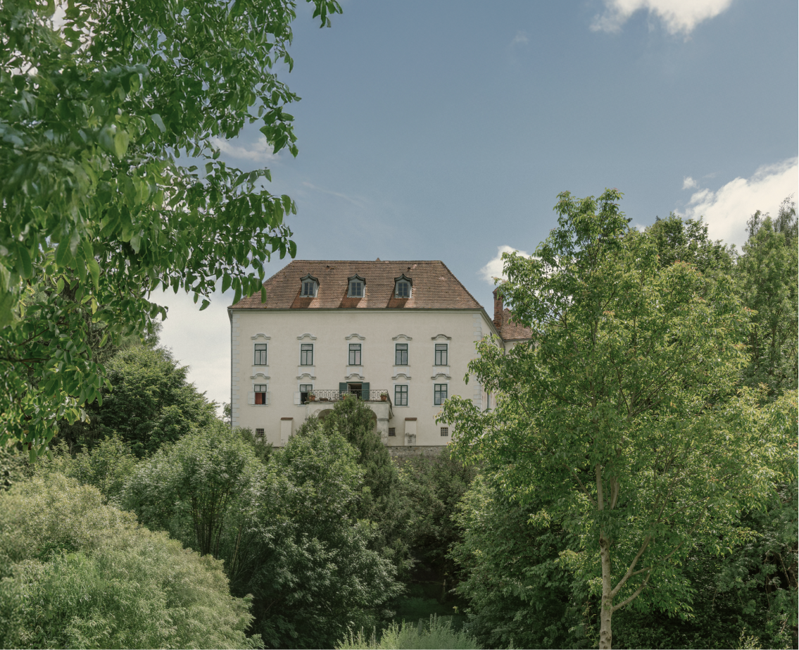 a garden with flowers and trees