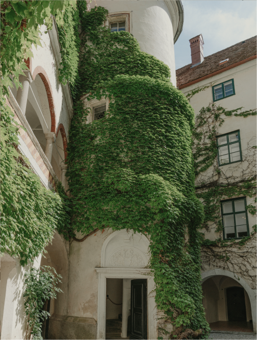 A close up of a white rose
