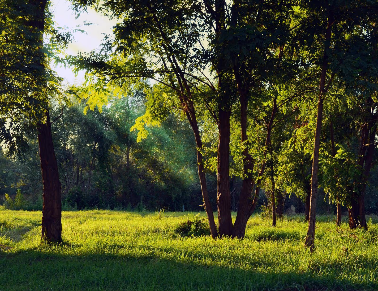 Sunlight filtering through green leafy trees onto a grassy meadow.
