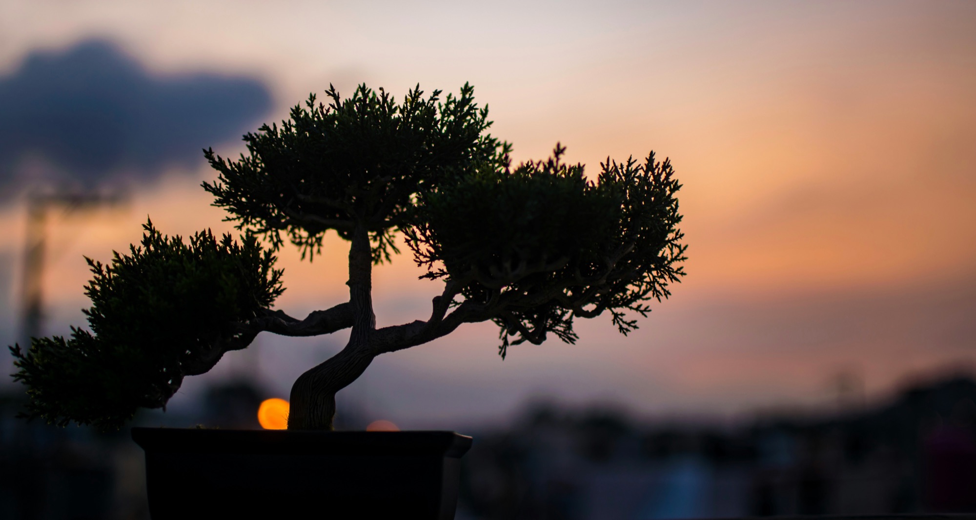 Bonsai silhouette against an amber dusk sky