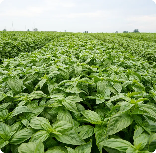 Wind turbine blades against a landscape.