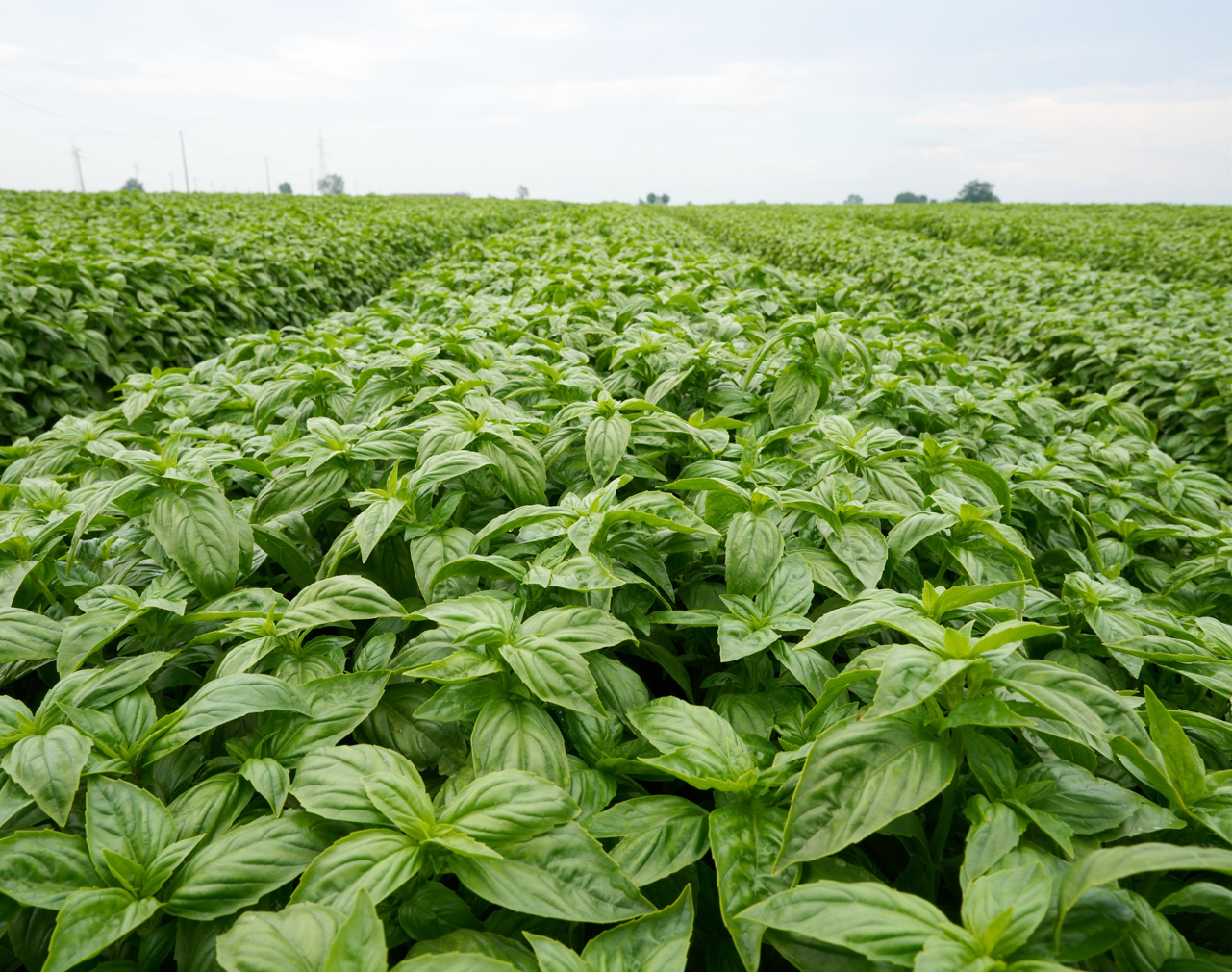 Wind turbine blades against a landscape.