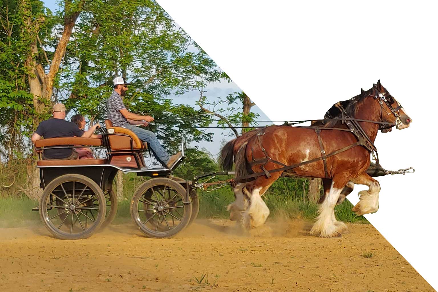 Why buy a WCC Horse Carriage?