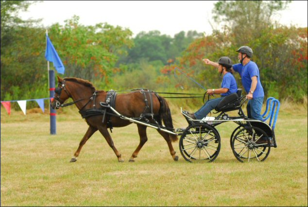 WCC Horse Carriage Testimonial