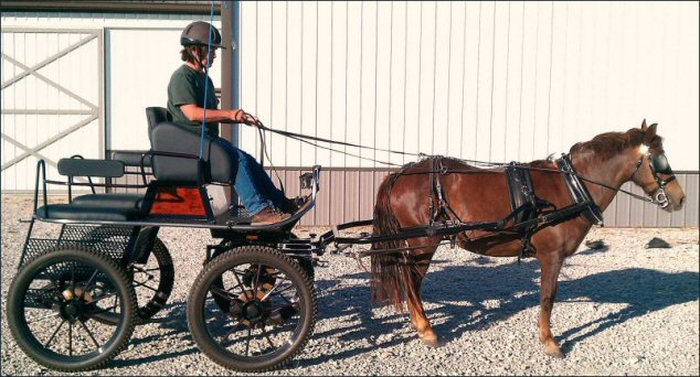 WCC Horse Carriage Testimonial