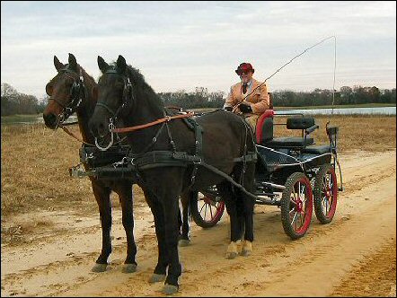 WCC Horse Carriage Testimonial