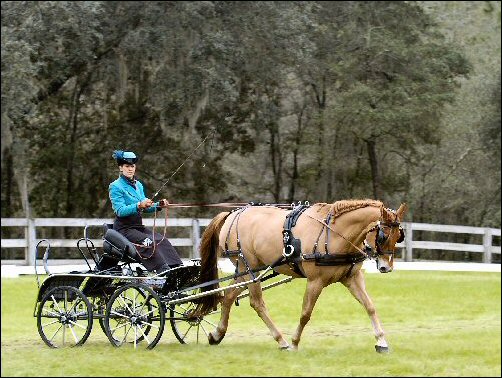 WCC Horse Carriage Testimonial