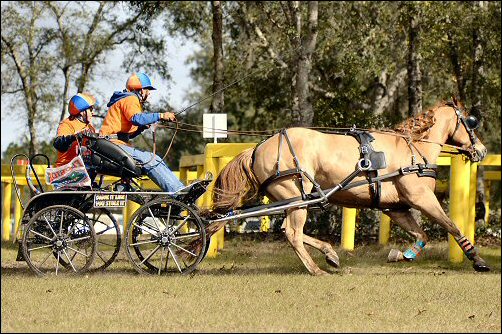 WCC Horse Carriage Testimonial