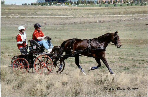 WCC Horse Carriage Testimonial