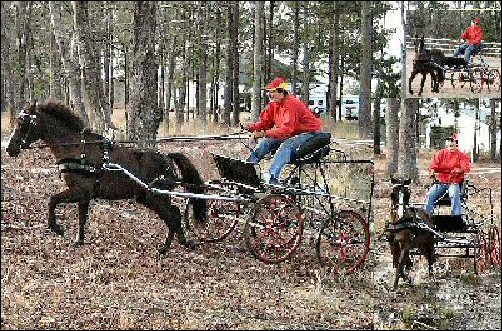 WCC Horse Carriage Testimonial