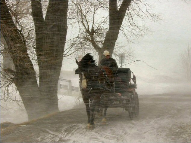 WCC Horse Carriage Testimonial