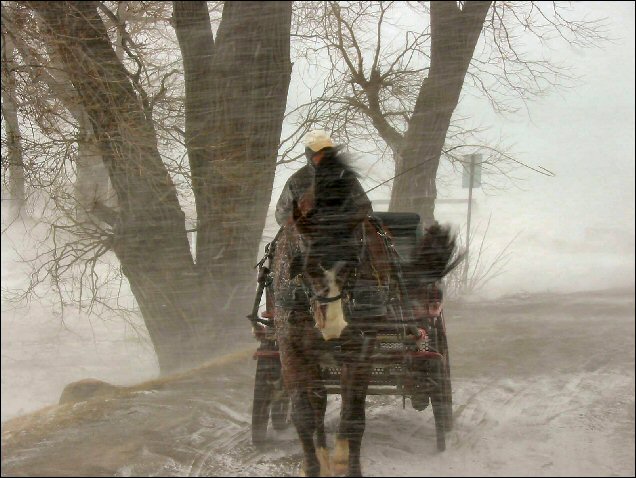 WCC Horse Carriage Testimonial