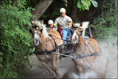 WCC Horse Carriage Testimonial